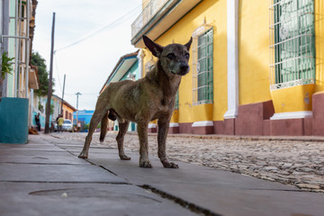 Poor, unwanted, homeless dog in the Streets of Old City of Trinidad, Cuba, during a sunny day.