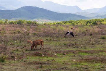 Cattle in a Cuban Farm during a sunny summer day. Taken near Trinidad, Cuba.