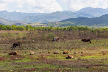 Cattle in a Cuban Farm during a sunny summer day. Taken near Trinidad, Cuba.