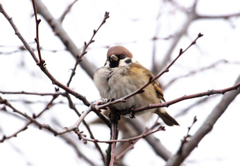 Sparrow on the branches of a tree