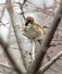Sparrow on the branches of a tree