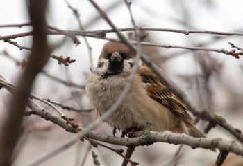 Sparrow on the branches of a tree