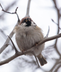 Sparrow on the branches of a tree