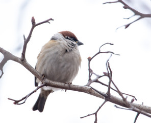 Sparrow on the branches of a tree