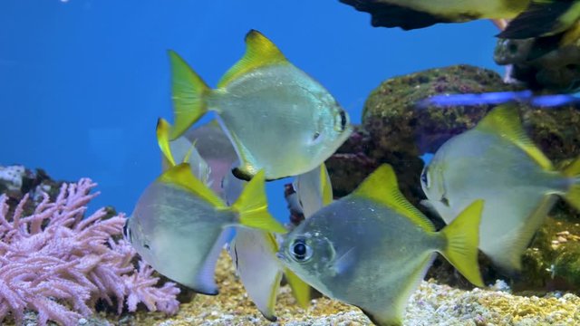 Fish aquarium. Beautiful fish swimming in an aquarium in the aquarium. A colorful aquarium filled with stones of karalas and algae. Reef beautiful captive fish
