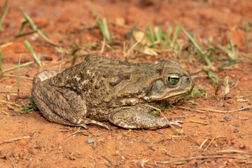 Eine Rokokokröte sitzt in der Seitenansicht auf rotbrauner Erde