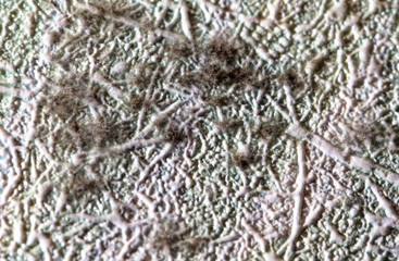 Mold on the wallpaper on the wall in the room