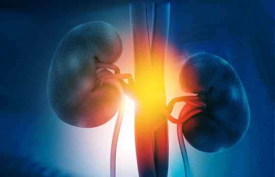 Human kidney on science background. 3d render.