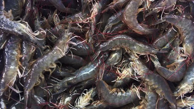 Fresh raw live moving Indian prawns close up detail footage clip. Asian seafood market marine product.