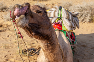 Camel doing faces in the Thar desert close from Jaisalmer, India