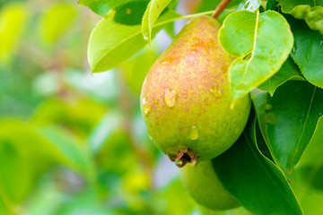 Ripe organic pear on a branch in the garden seasonal harvest. Green pear on a branch with leaves.