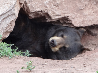 Bear taking a snooze