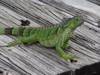 Iguana in Jamaica