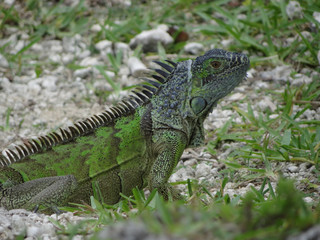 Iguana in Grand Cayman