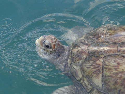 Sea Turtule in Grand Cayman