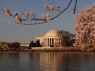 Jefferson Memorial framed in Cherry Blossoms