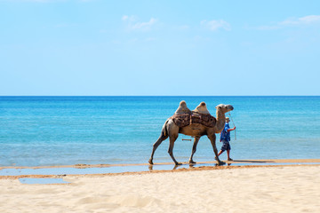 a camel with a guide walk along the beach near the sea.