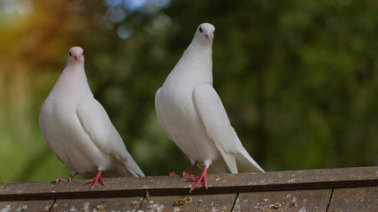White doves on focus are sitting on the roof. Green sunny foliage background.