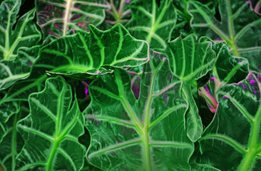 Leaves of tropical plants.