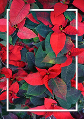 Leaves of plants Poinsettia