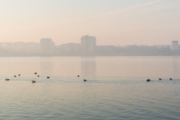 Fototapeta premium A Group of Birds Swimming along the Lake at Sunrise