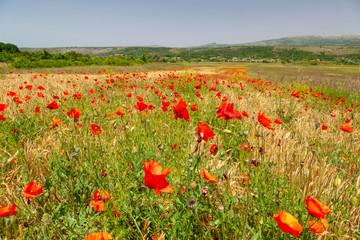 Wheat field with common poppy in bloom,Dalmatia, Croatia