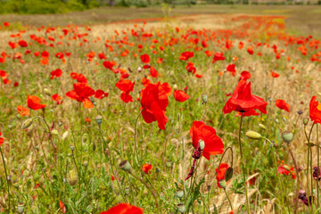 Wheat field with common poppy in bloom,Dalmatia, Croatia