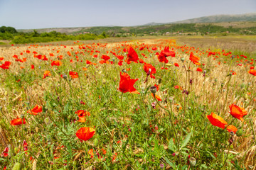 Wheat field with common poppy in bloom,Dalmatia, Croatia
