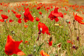 Wheat field with common poppy in bloom,Dalmatia, Croatia