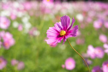 Close up of Cosmos Flower, Cosmos Garden.