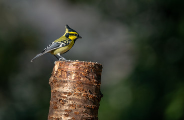 Black Lored Tit