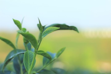 green tea leaves on background