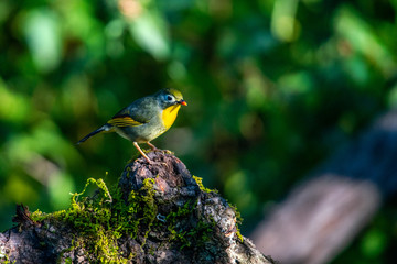Red Billed Leiothrix