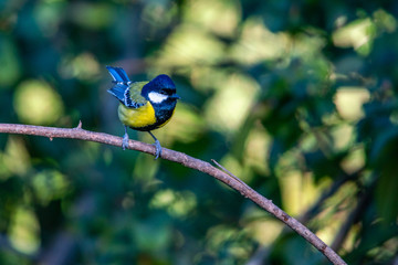 Great Tit