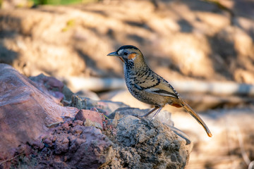 Rufous Chinned Laughingthrush