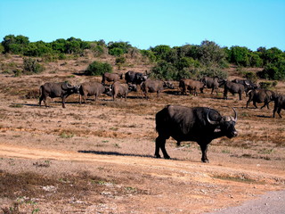 Cape Buffalo in Addo Elephant NP