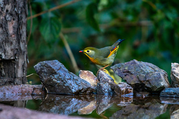 Red billed leiothrix