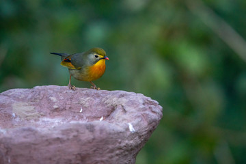 Red billed leiothrix