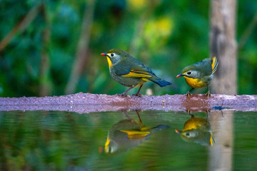 Red billed leiothrix