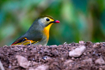 Fototapeta premium Red billed leiothrix