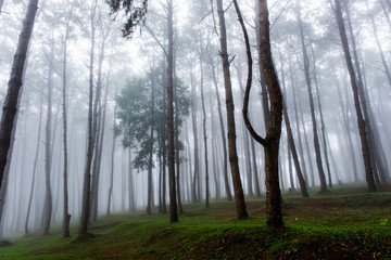 Big trees with mist