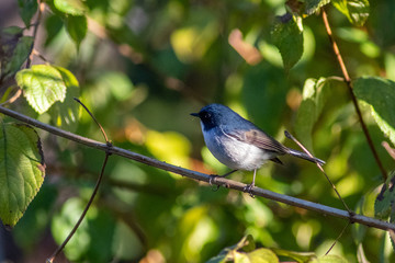 Slaty Blue Flycatcher