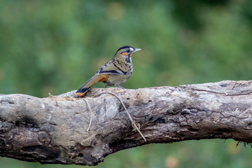 Rufous Chinned Laughingthrush