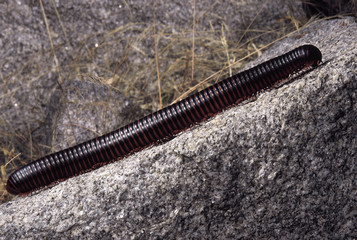 Millipede. Karnataka, India.