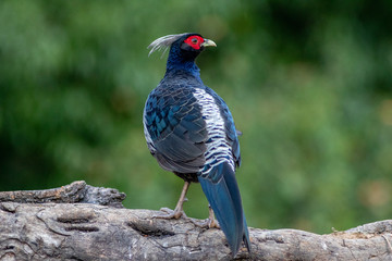 Kalij Pheasant