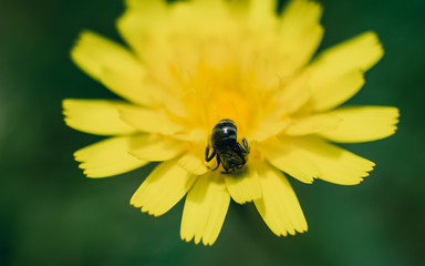 Bee on dandelion