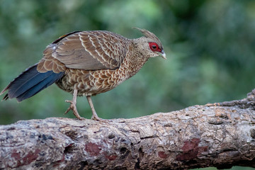 Kalij Pheasant