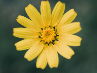 yellow flower on green background