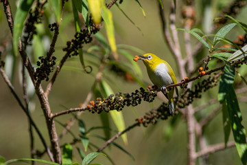 Oriental White Eye