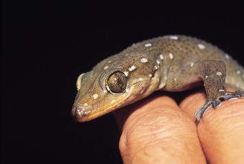 Hemidactylus prashadi. Prashad's Gecko. RARE. Castle Rock, Karnataka, India.